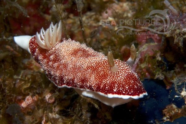 Chromodoris sp