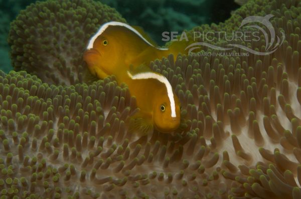 KV O  stlicher Weissru  cken-Anemonenfisch Amphiprion sandaracinos PH 06 014