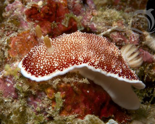 Niedere Tiere Niedere Tiere