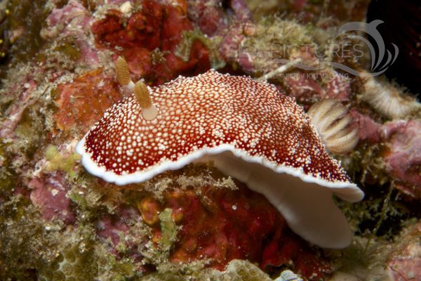 Nacktschnecke