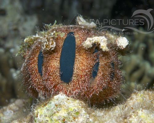 Seeigel