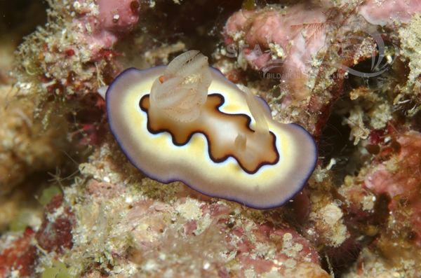 Kv Chromodoris coi  juv.MALA 06