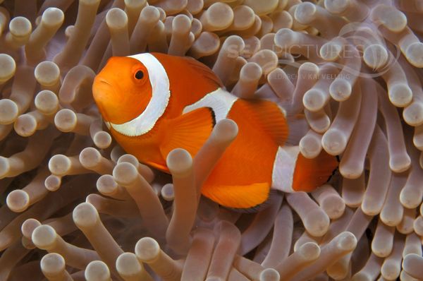 Amphiprion ocellaris