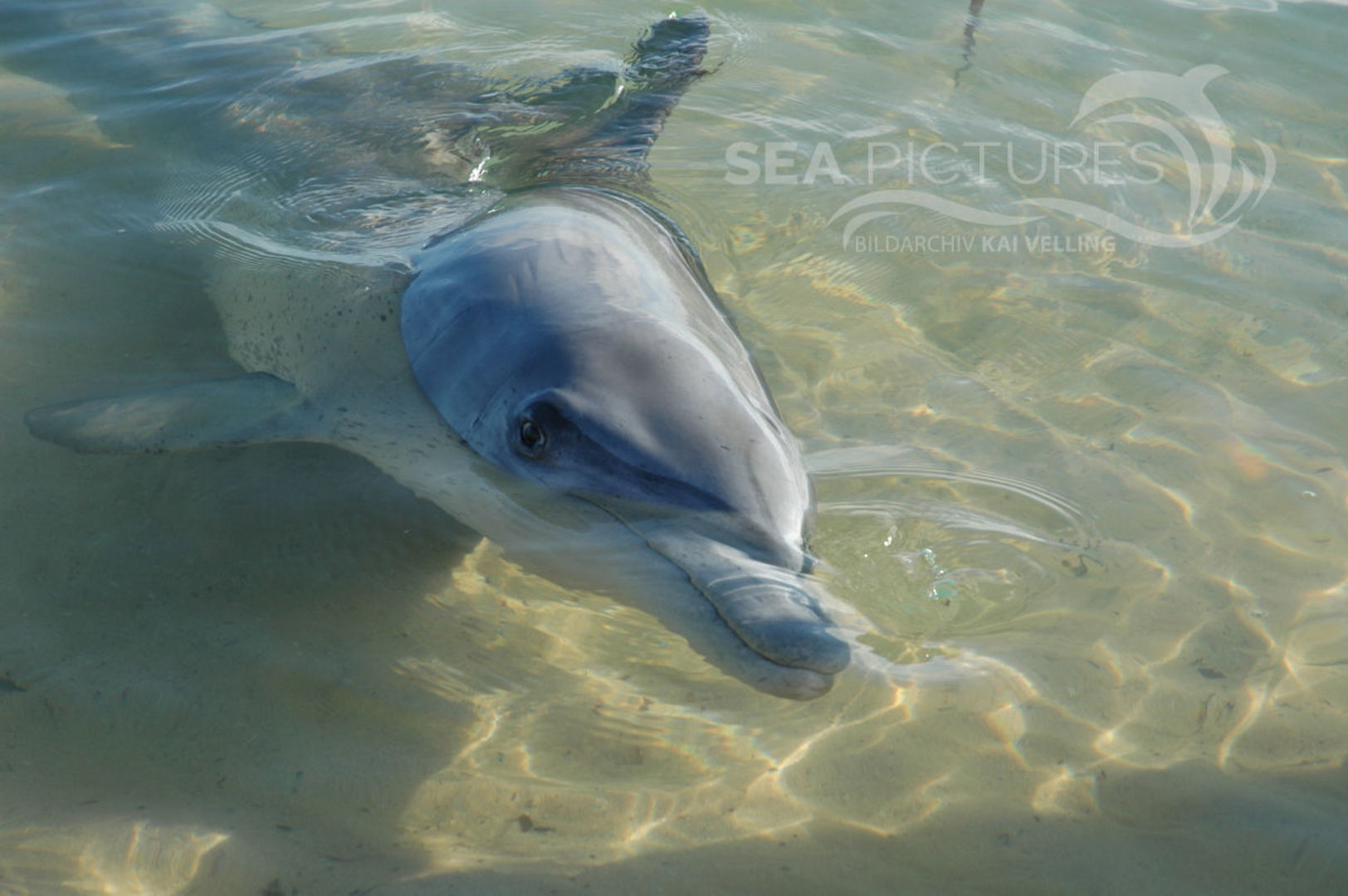 KV Grosser Tuemmler  Tursiops truncatus WA 5792