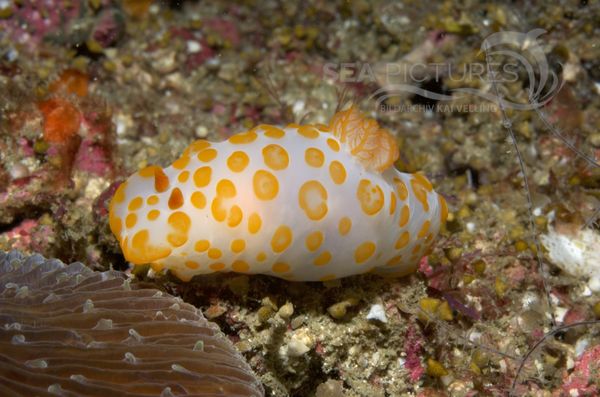 KV Gymnodoris rubropapulosa PH 08 03012