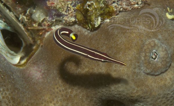 KV Seeigel-Schildbauch Diademichthys lineatus MALA 06