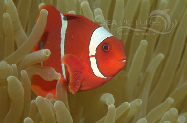 KV Stachel-Anemonenfisch  Premnas biaculeatus  MALA 06 1