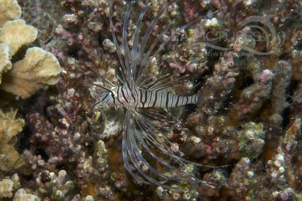 Lionfish