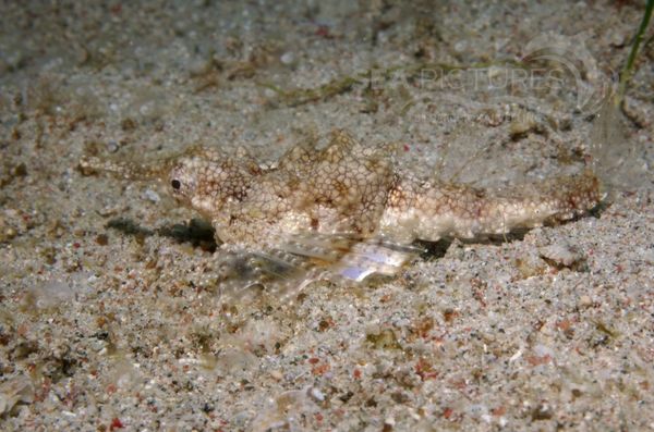 KV Flu  gelrossfisch Eurypegasus draconis  PH 06 002