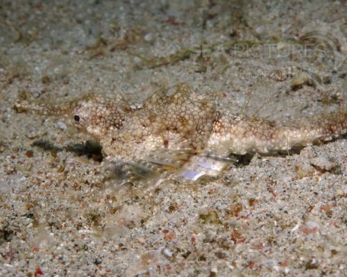 Flügelroßfische