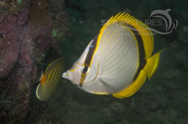 KV Goldtupfen-Falterfisch Chaetodon selene PH 08 09961