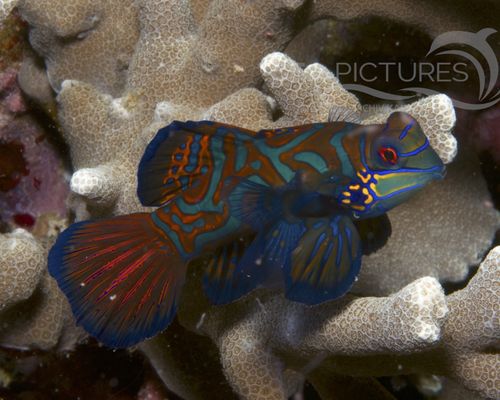 Mandarinfische