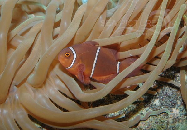 Samt-Anemonenfisch  Premnas biaculeatus  8398