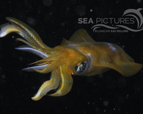 Kraken-Sepien-Kalmare