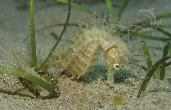 Langschnauzen-Seepferdchen  Hippocampus guttulatus  MI 5