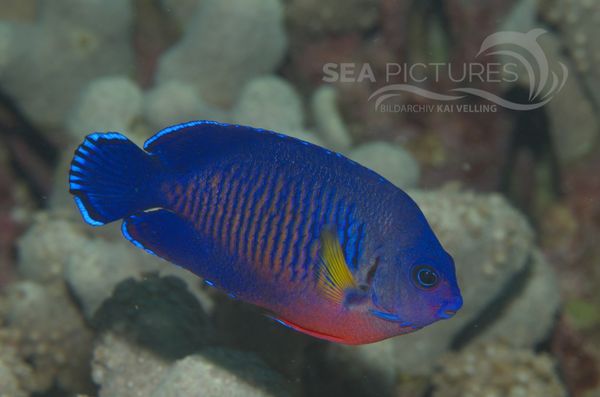 KV Streifen-Zwergkaiserfisch PH 06 002