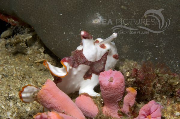 KV Clown-Anglerfisch Antennarius maculatus  PH 08 00955