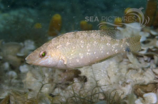 KV Grauer Lippfisch Symphodus cinereus KR 06 303