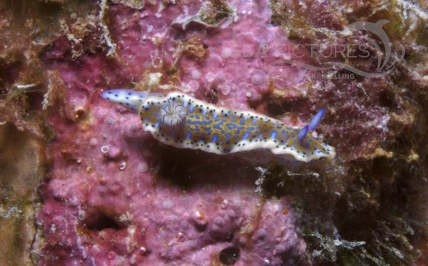 KV Hypselodoris acriba BON 07 354