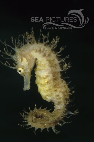 Langschnauzen-Seepferdchen  Hippocampus guttulatus  MI 8