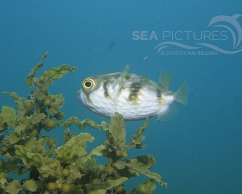 Igelfische