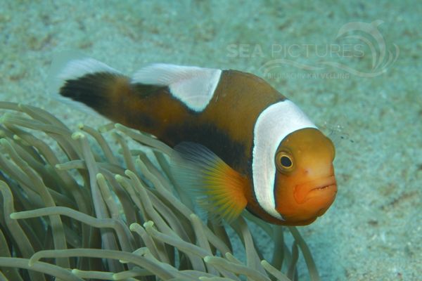 Amphiprion polymnus