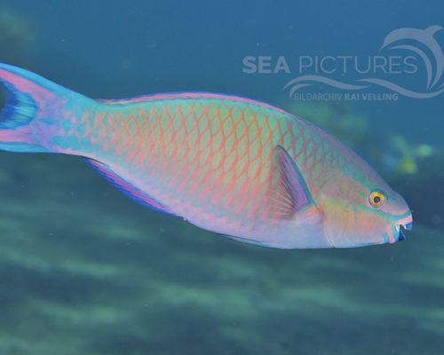 Papageienfische