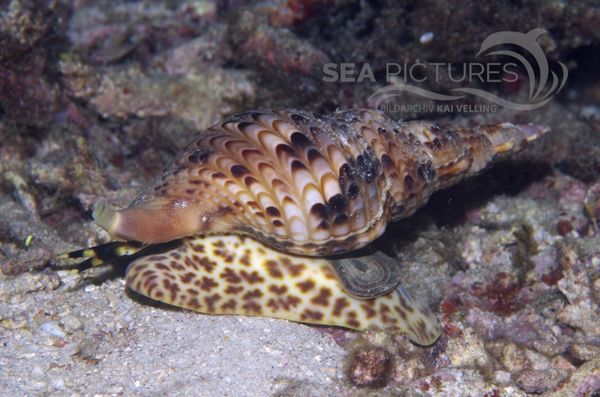 KV Charonia tritonis PH 06 146