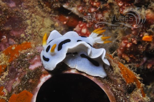 Chromodoris dianae 