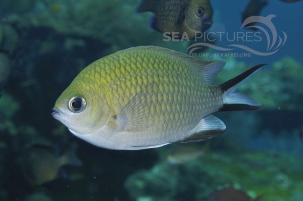 Damselfish