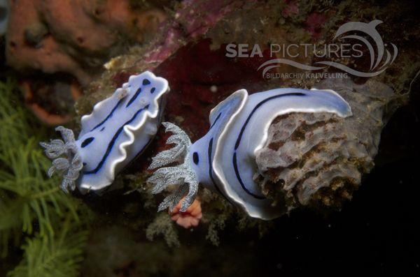 KV Chromodoris willani PH 08 05723