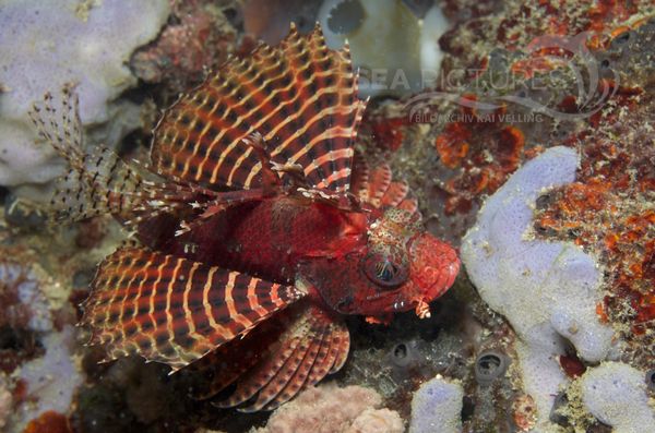 KV Dendrochirus brachypterus PH 08 09161