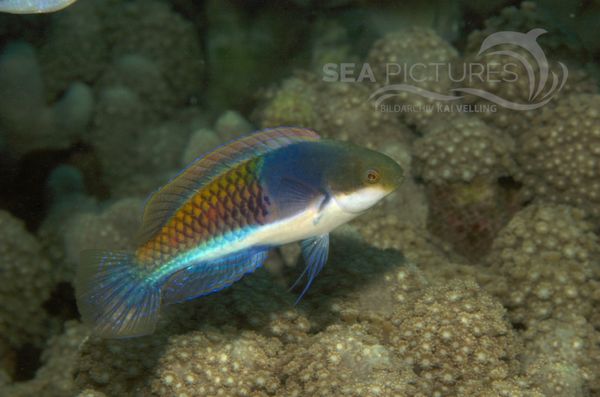 KV Lippfische Cirrhilabrus cyanopleura  PH 06 004