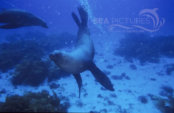 KV Arctocephalus pusillus  Australien Seebaer  SA 04 3 3