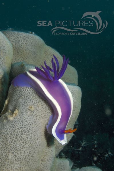 KV Hypselodoris bullocki MALA 06 3