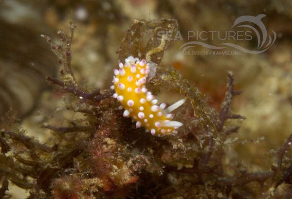 KV Cadlinella ornatissima PH 08 00555