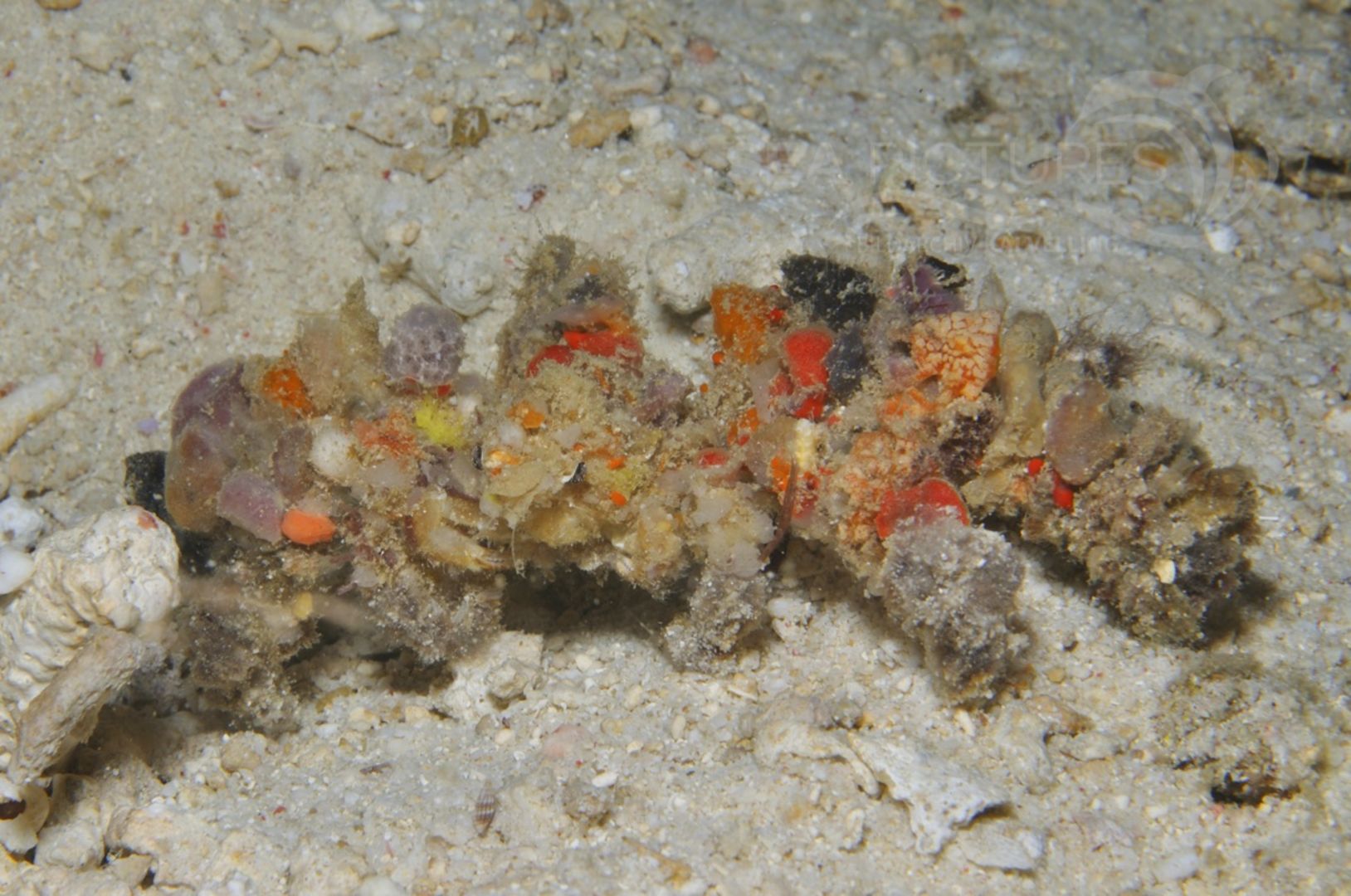 Camposcia retusa