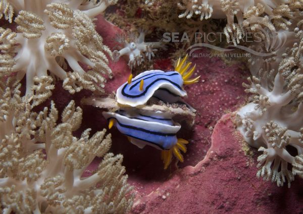 KV Chromodoris lochi PH 06 187