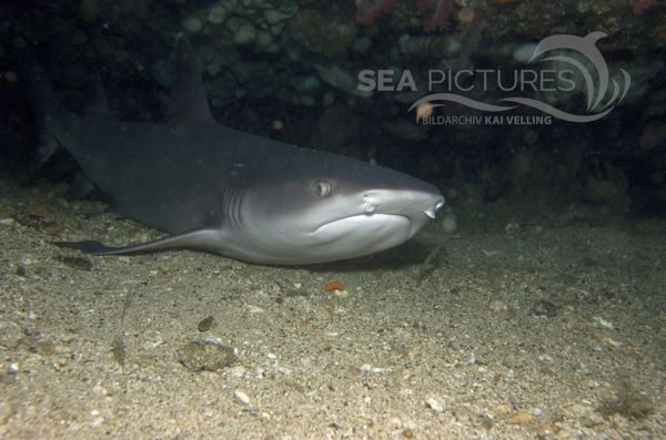 KV Weissspitzen-Riffhai Triaenodon obesus PH 06 002