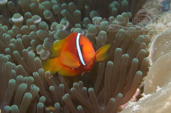 KV Anemonenfisch Amphiprion melanopus    PH 06 001