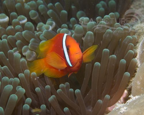 Anemonenfische
