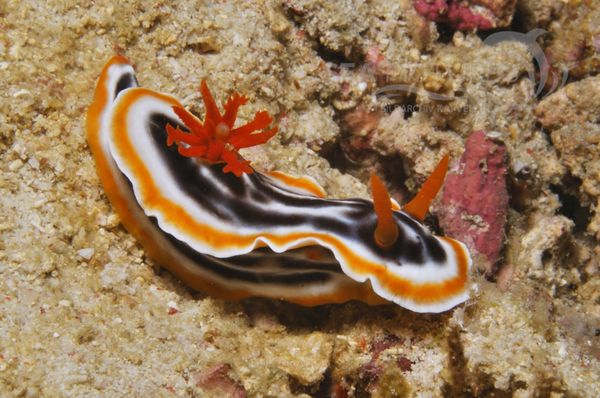 Chromodoris magnifica