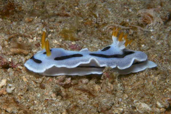 Chromodoris dianae