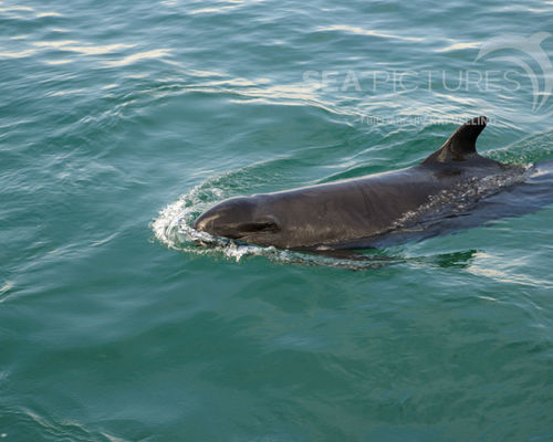 Meeressäuger Meeressäuger