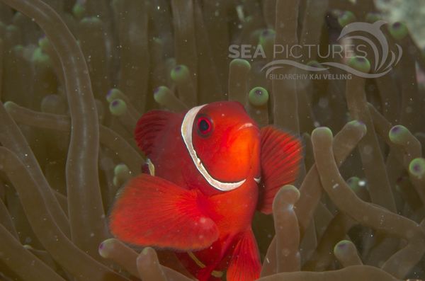 KV Stachel-Anemonenfisch  Premnas biaculeatus  MALA 06 3