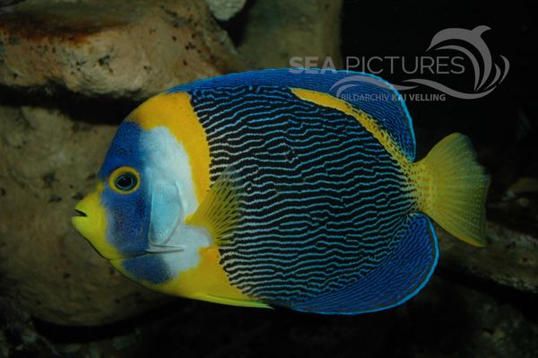 Scribbled Angelfish  Chaetodontoplus duboulayi  17781