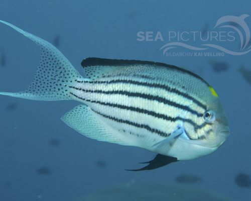 Kaiserfische