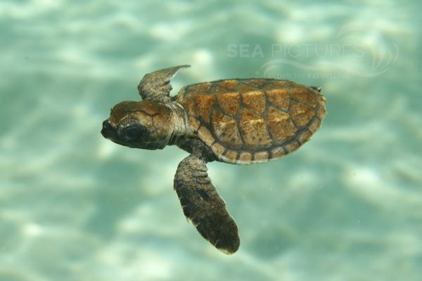 Eretmochelys imbricata