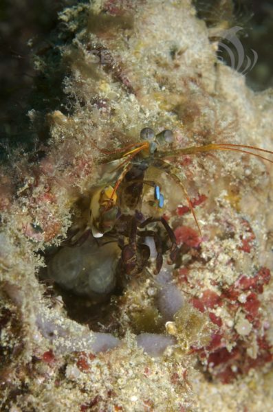 KV Haptosquilla trispinosa PH 08 02642