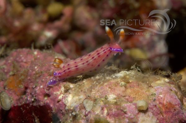 KV Hypselodoris maculosa PH 08 12841